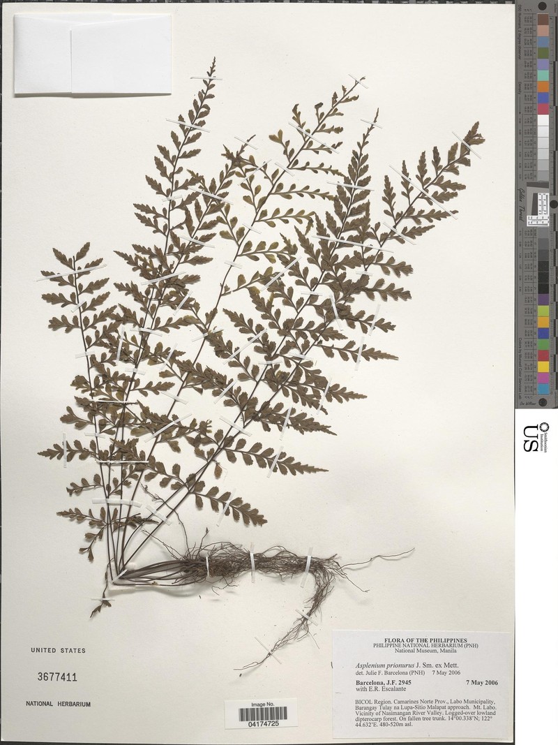 Asplenium prionurus photo 5