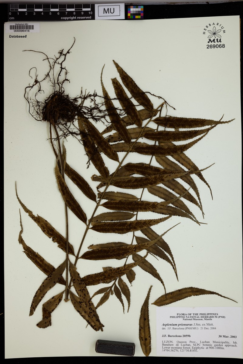Asplenium prionurus