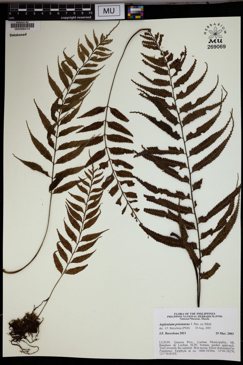 Asplenium prionurus photo 2