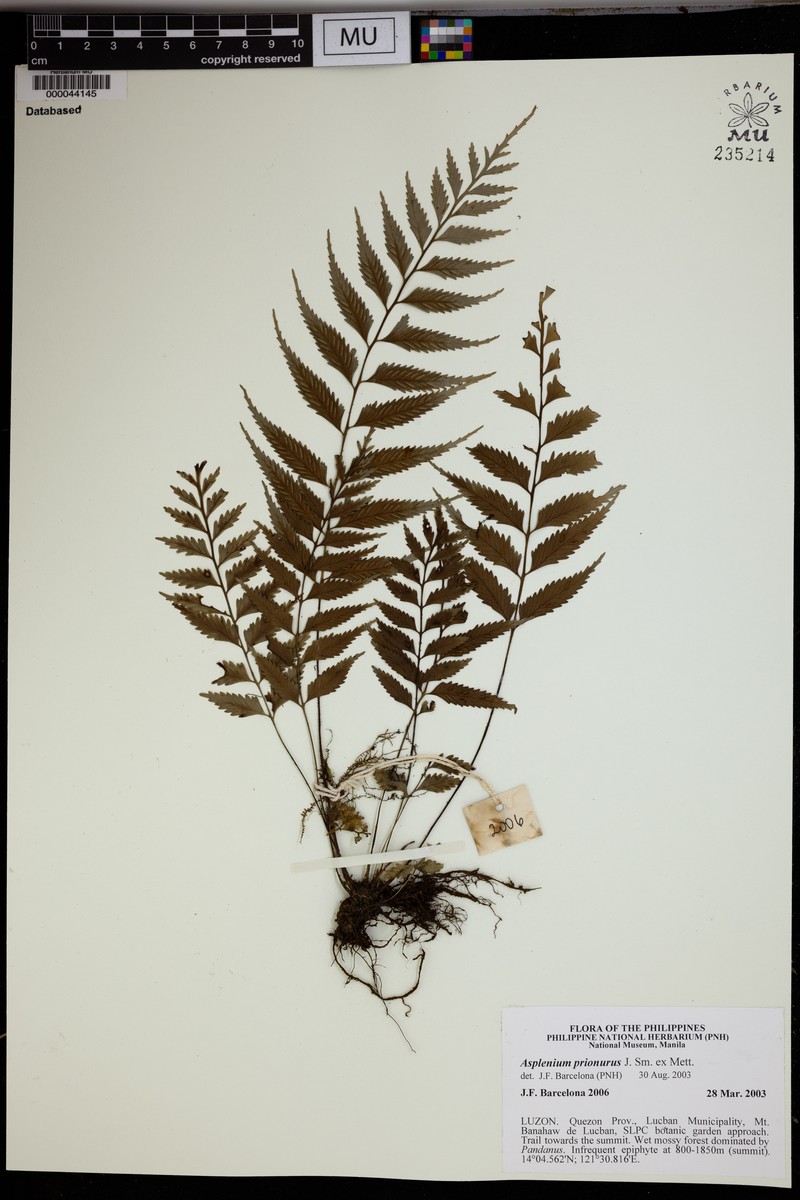 Asplenium prionurus photo 3