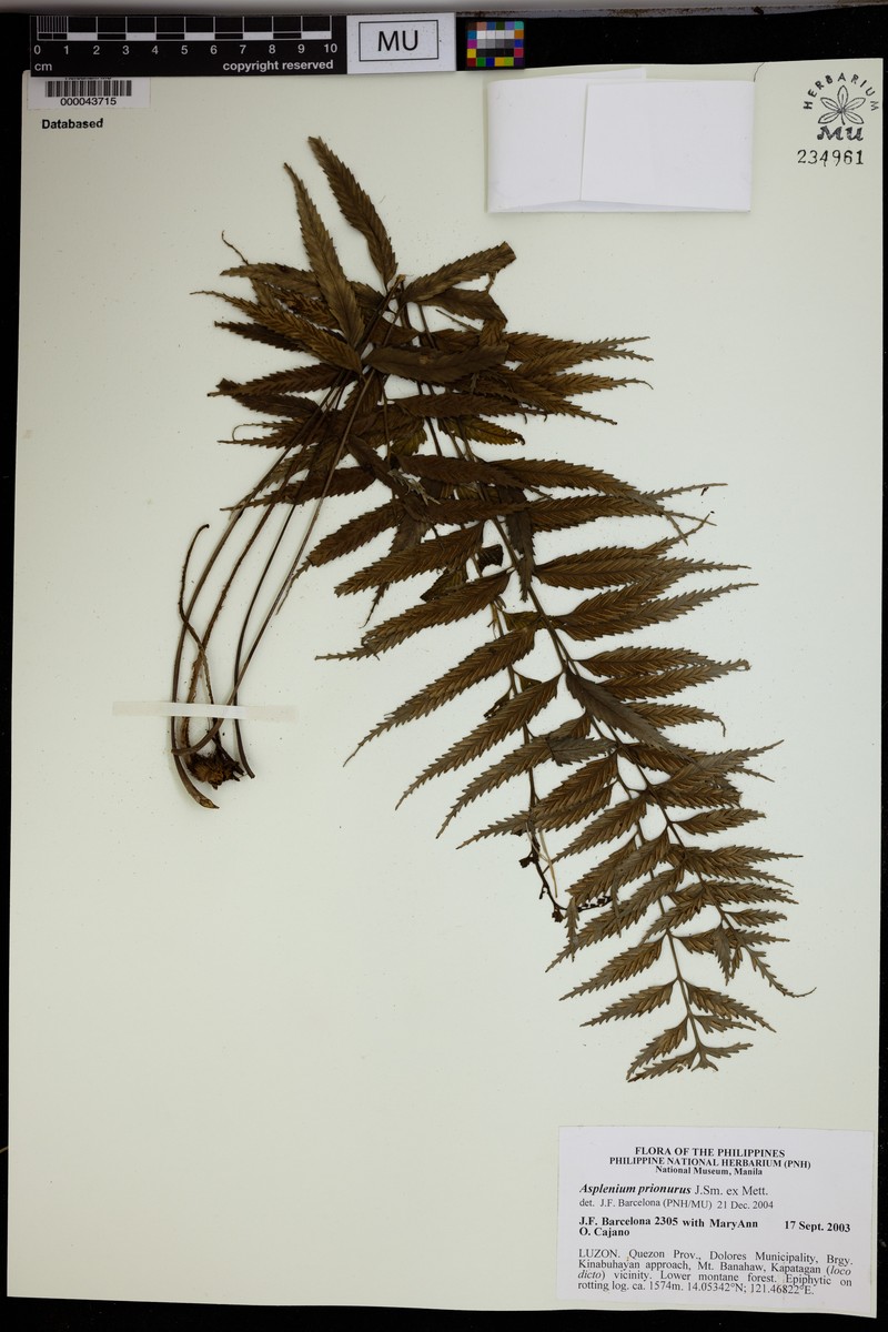 Asplenium prionurus photo 4