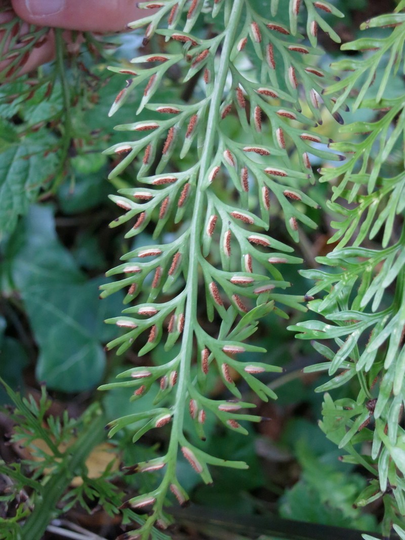 Asplenium prolongatum