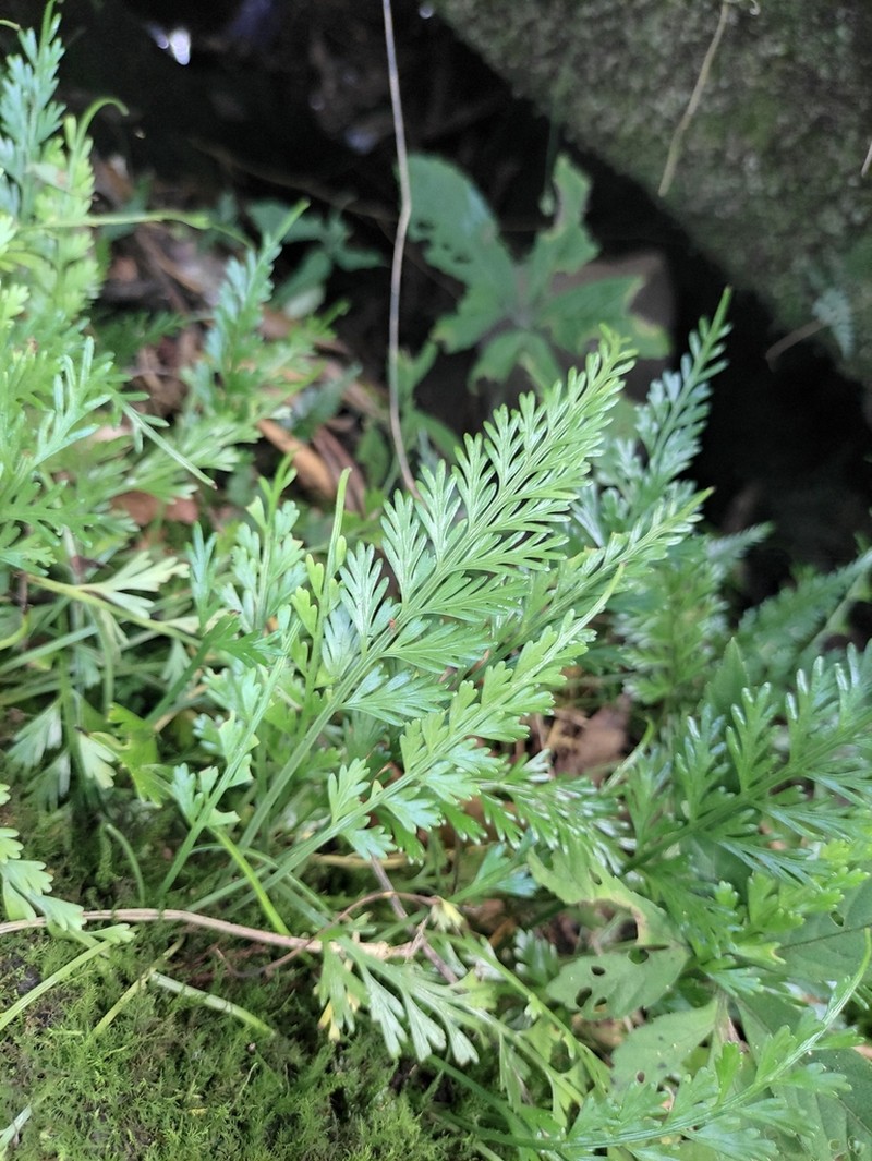 Asplenium prolongatum photo 2