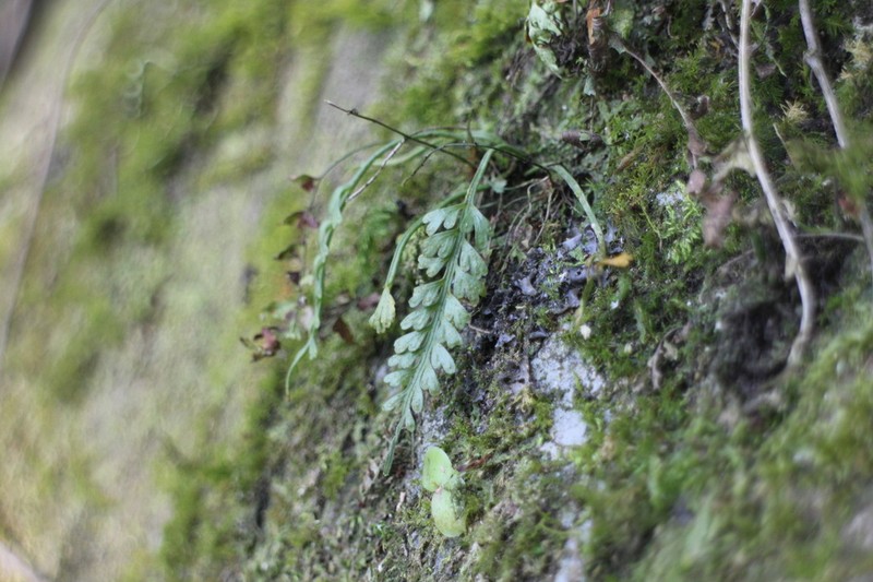 Asplenium prolongatum photo 3