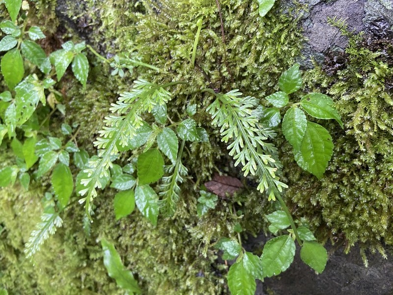 Asplenium prolongatum photo 4