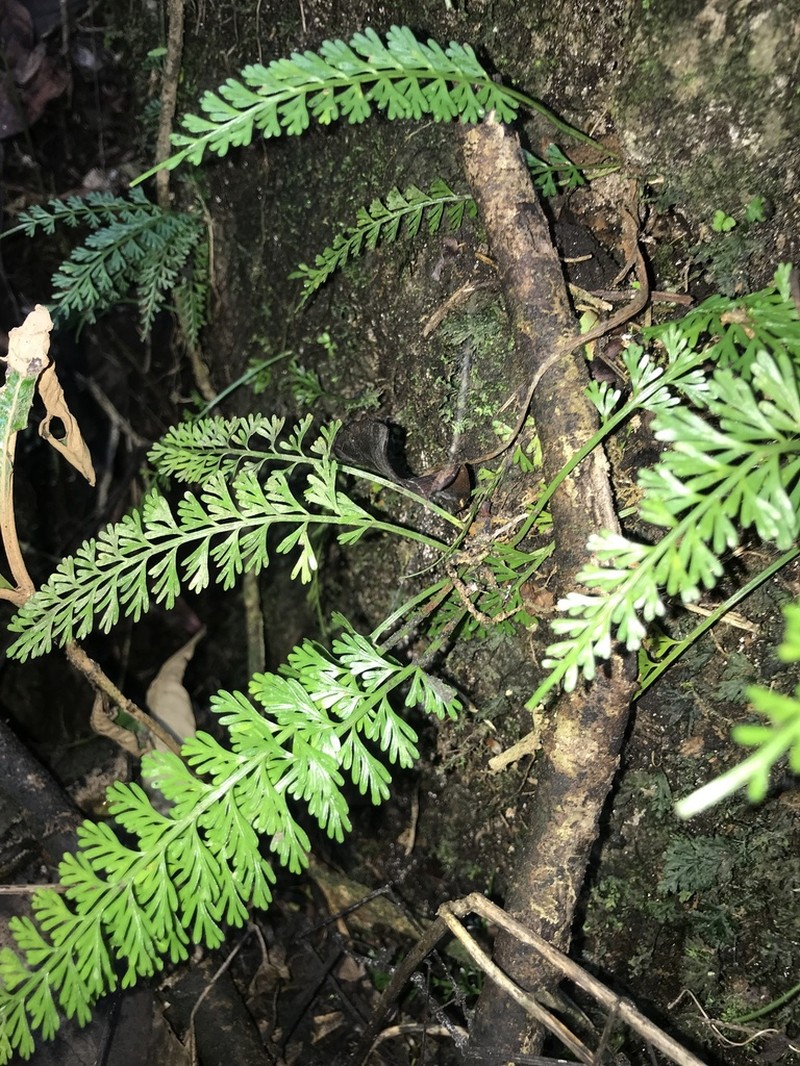 Asplenium prolongatum photo 5