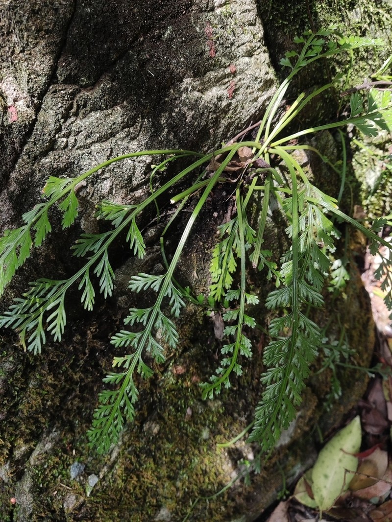 Asplenium prolongatum photo 6