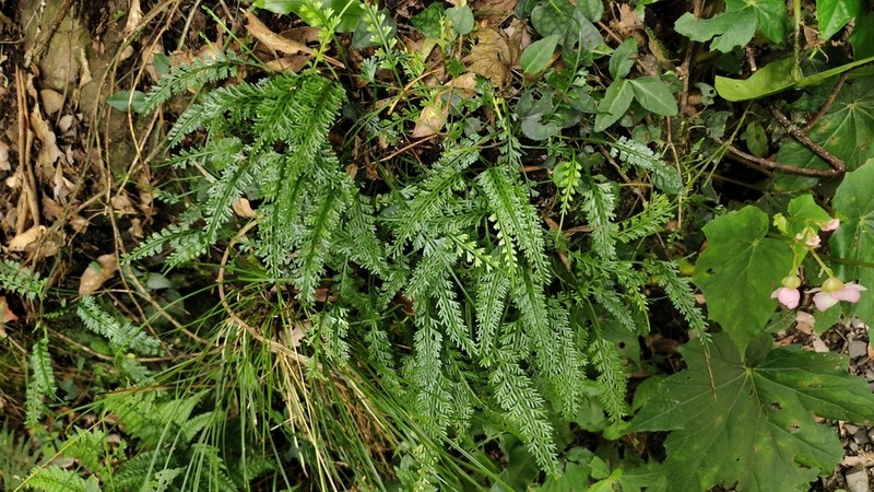 Asplenium prolongatum photo 7