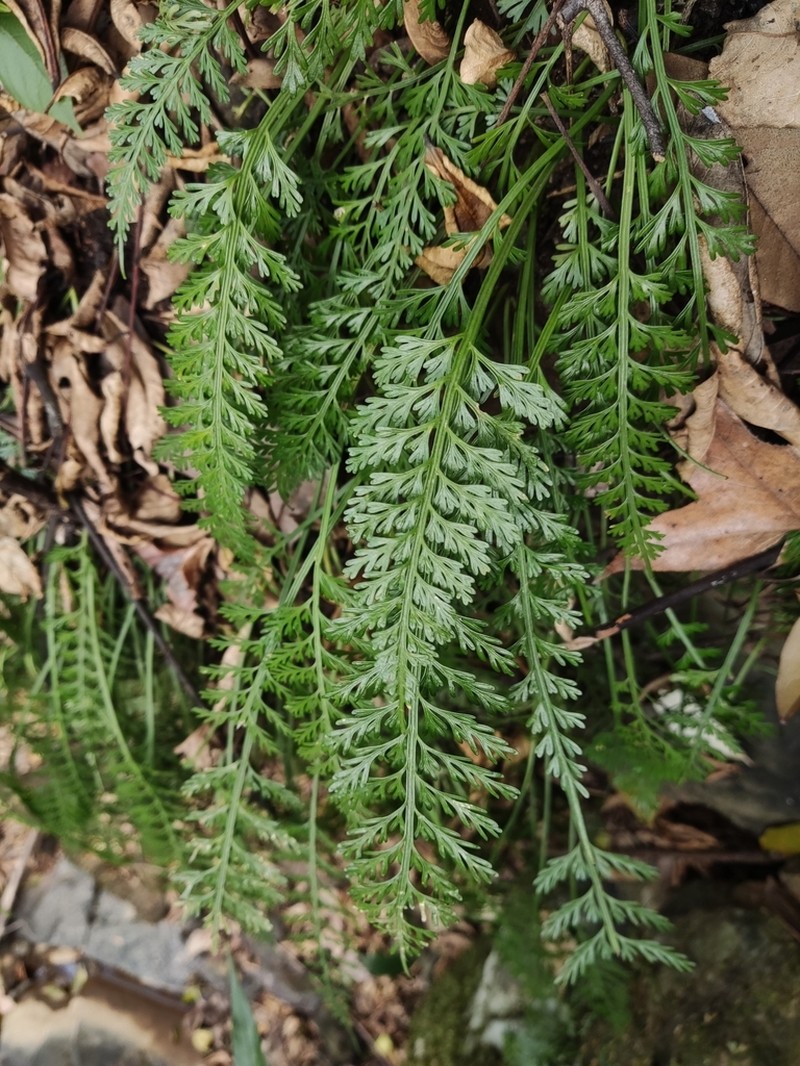 Asplenium prolongatum photo 8
