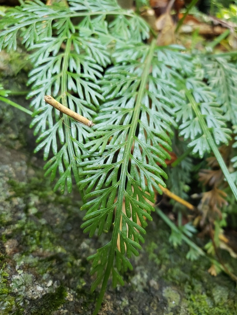 Asplenium prolongatum