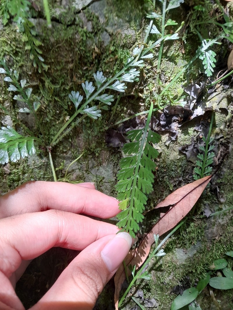 Asplenium prolongatum photo 2