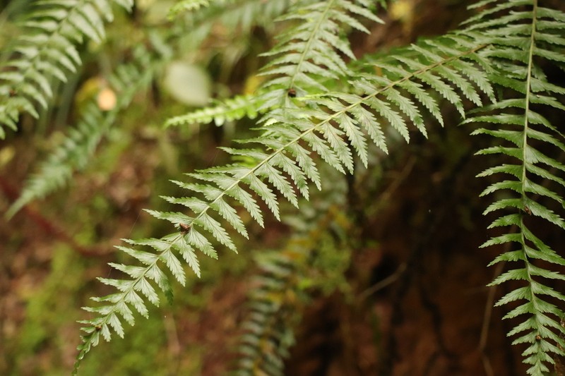 Asplenium protensum