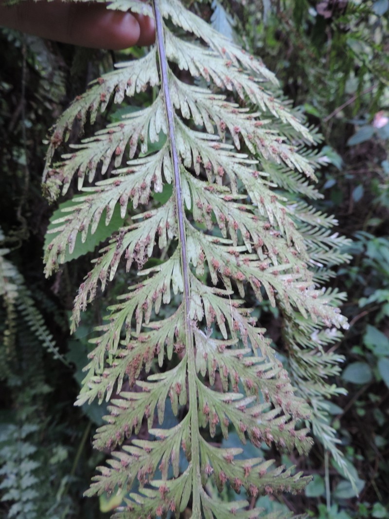 Asplenium protensum photo 4