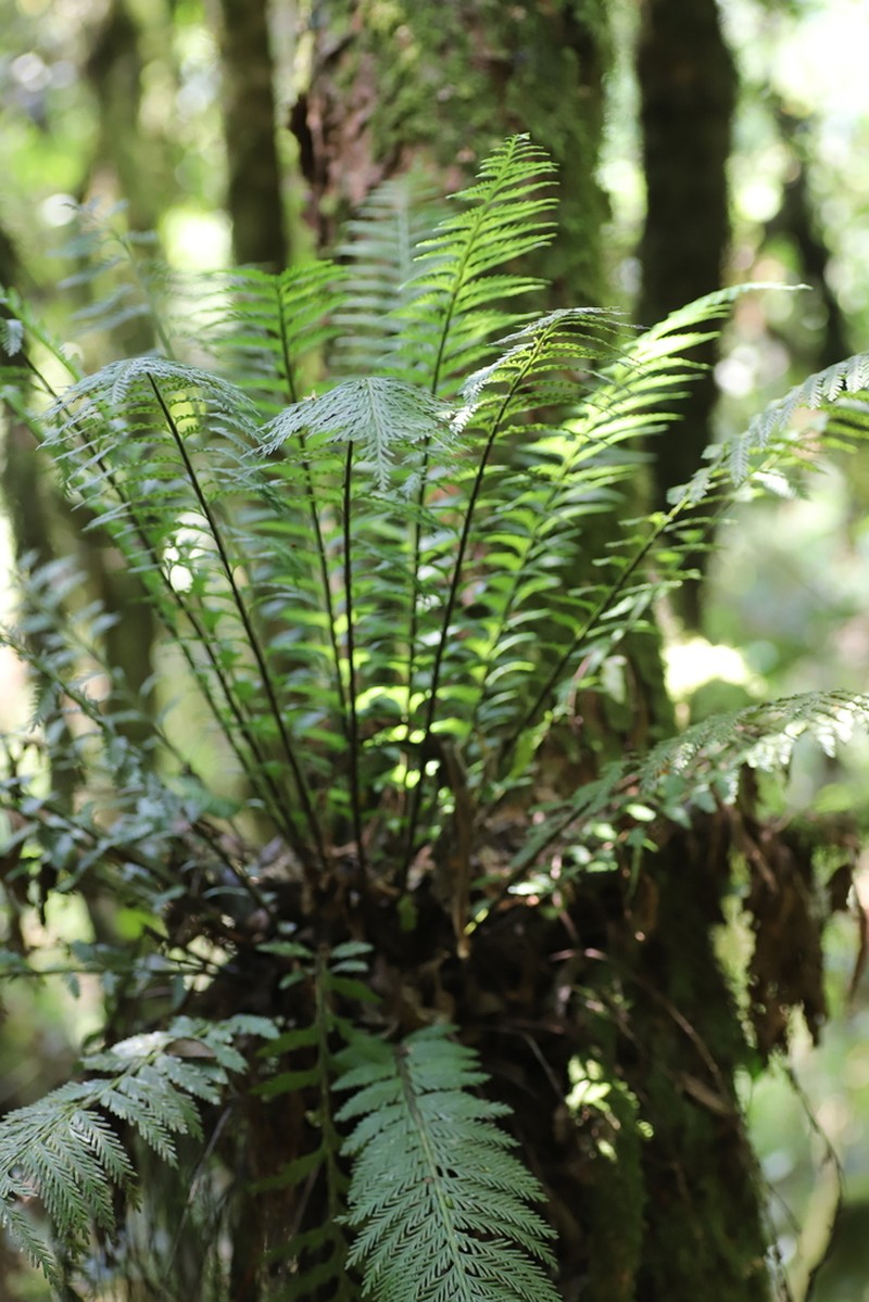 Asplenium protensum photo 5