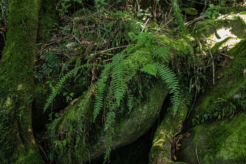 Asplenium protensum photo 6