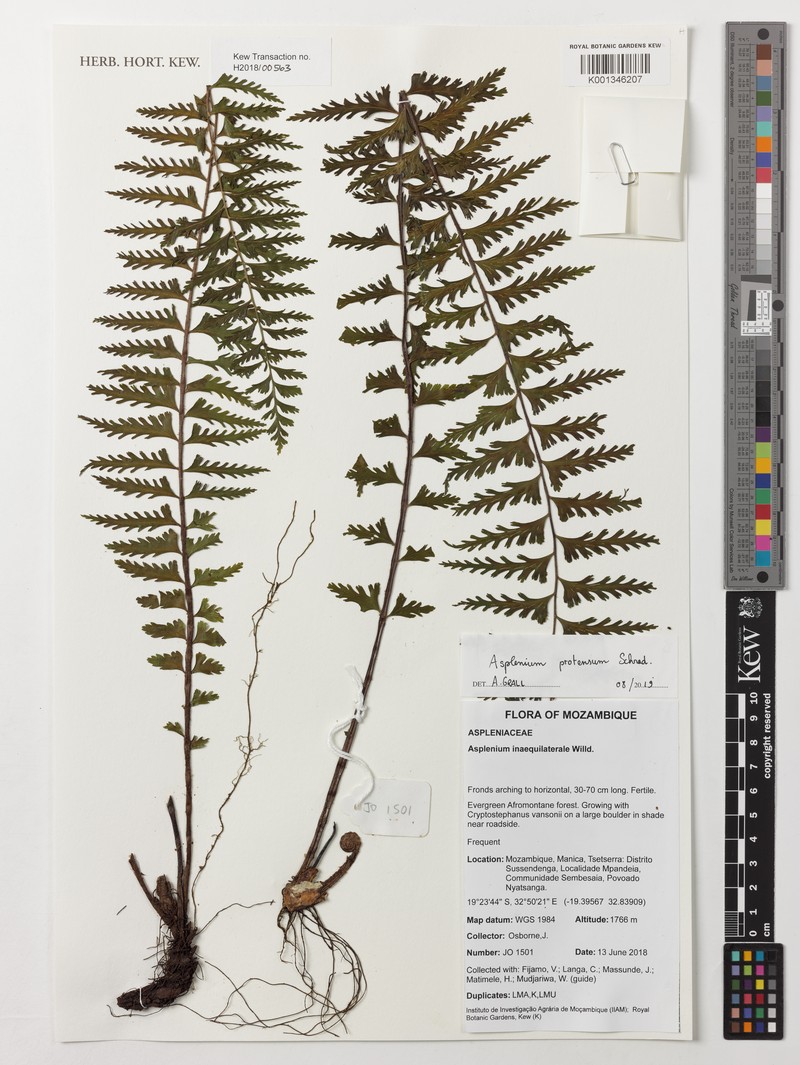 Asplenium protensum photo 7