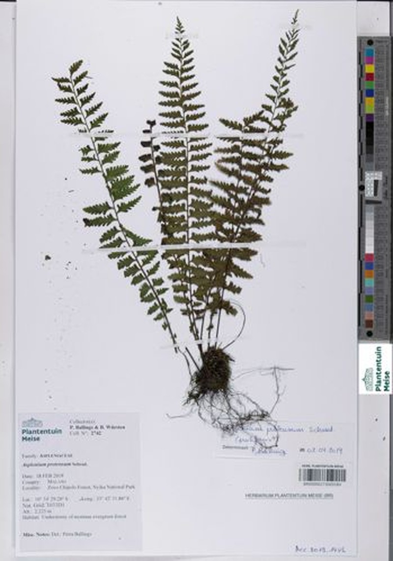 Asplenium protensum