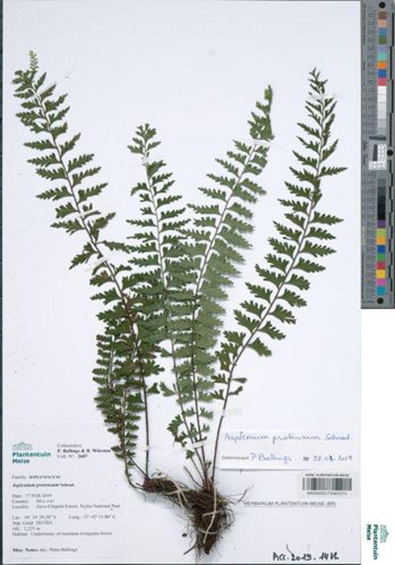 Asplenium protensum photo 2