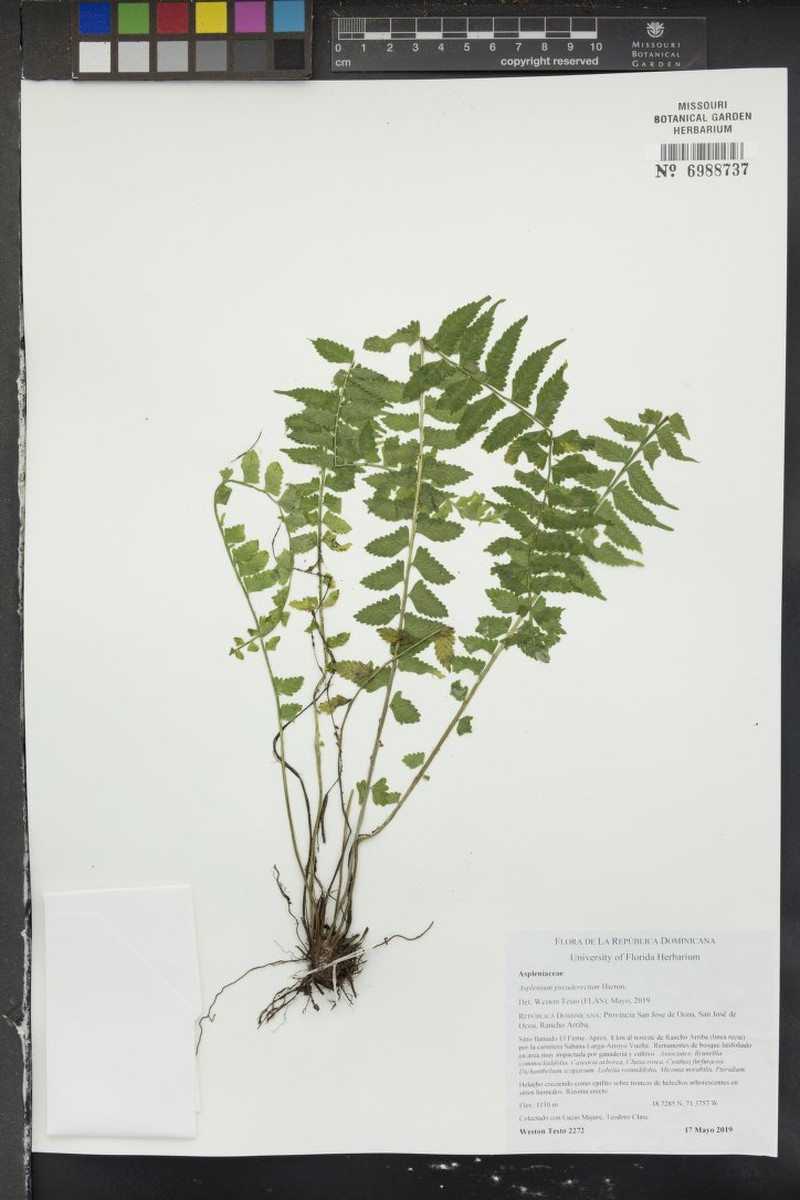 Asplenium pseuderectum photo 2