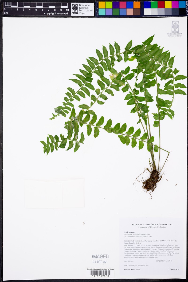 Asplenium pseuderectum photo 3