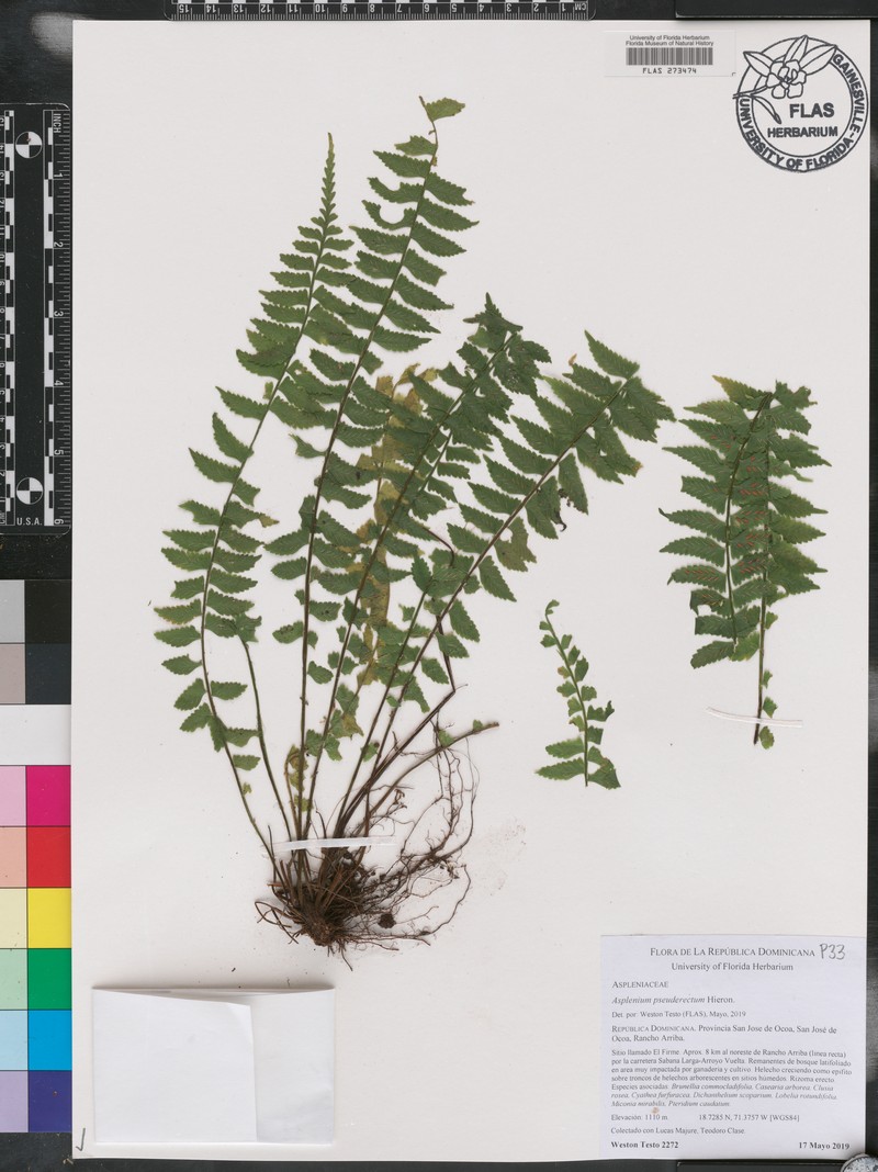 Asplenium pseuderectum