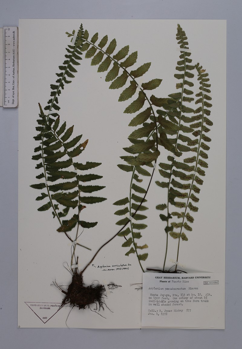 Asplenium pseuderectum photo 2