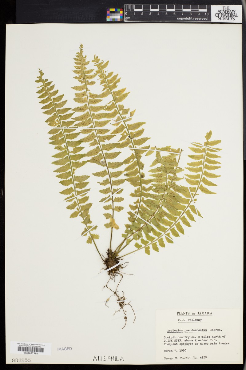 Asplenium pseuderectum photo 3
