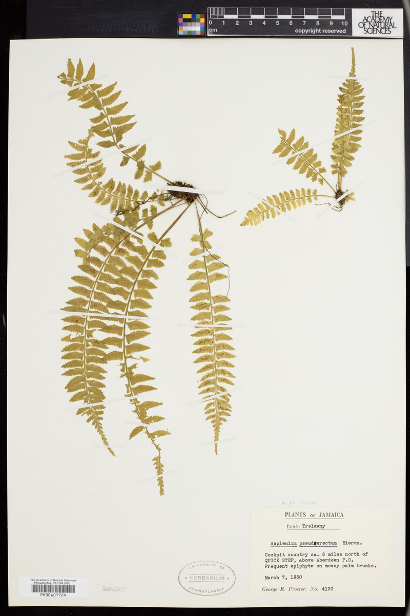 Asplenium pseuderectum photo 4