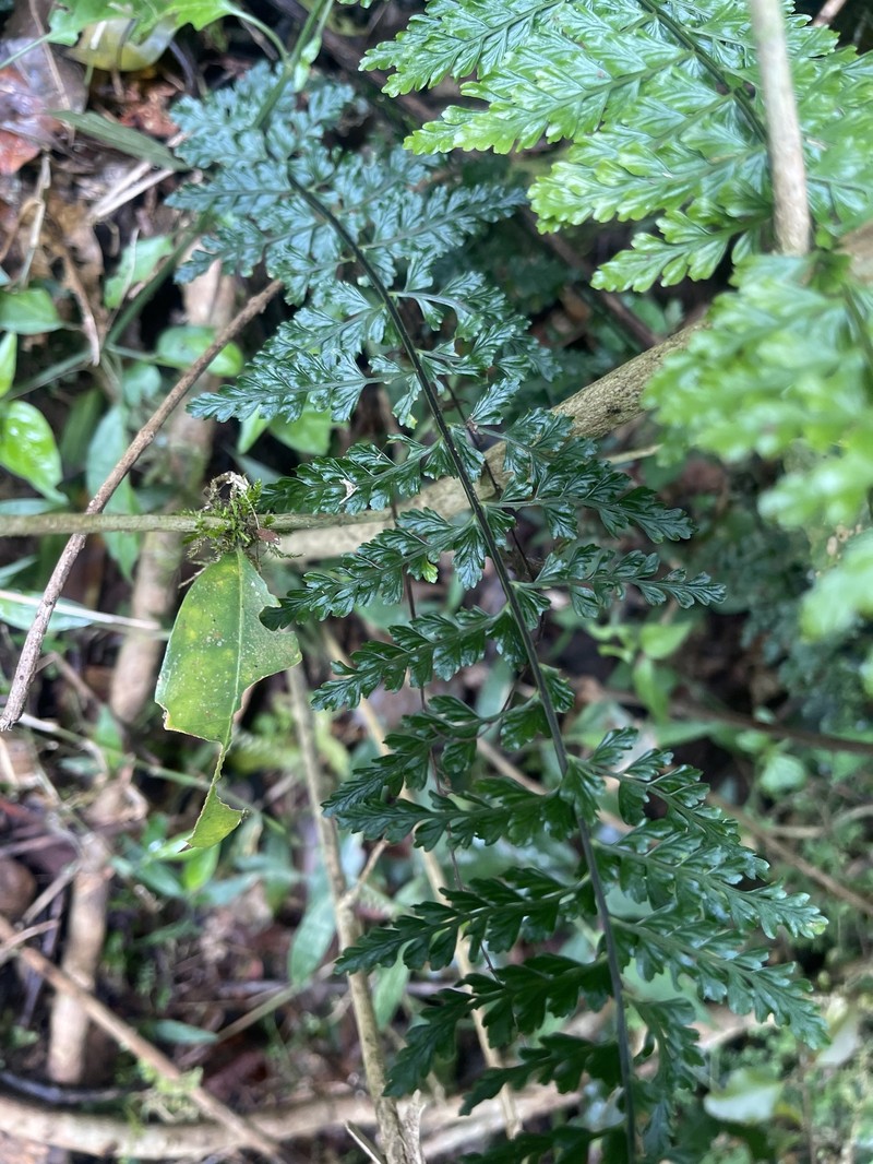 Asplenium pseudoabyssinicum