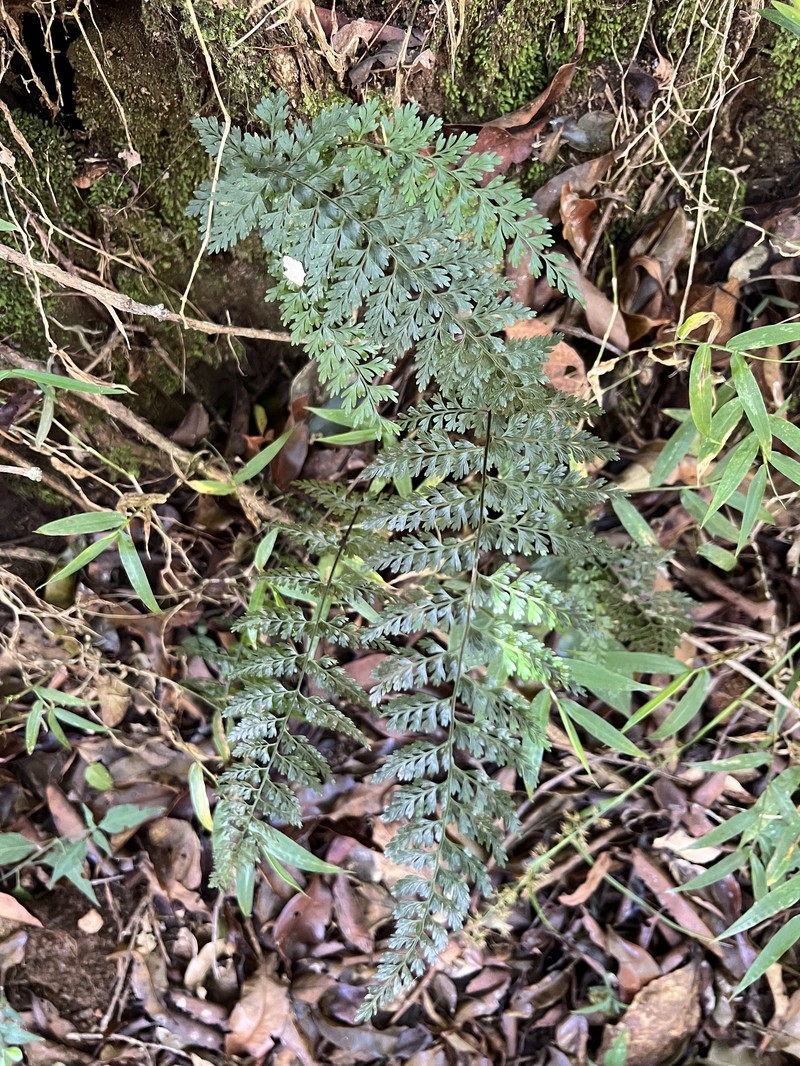 Asplenium pseudoabyssinicum photo 2