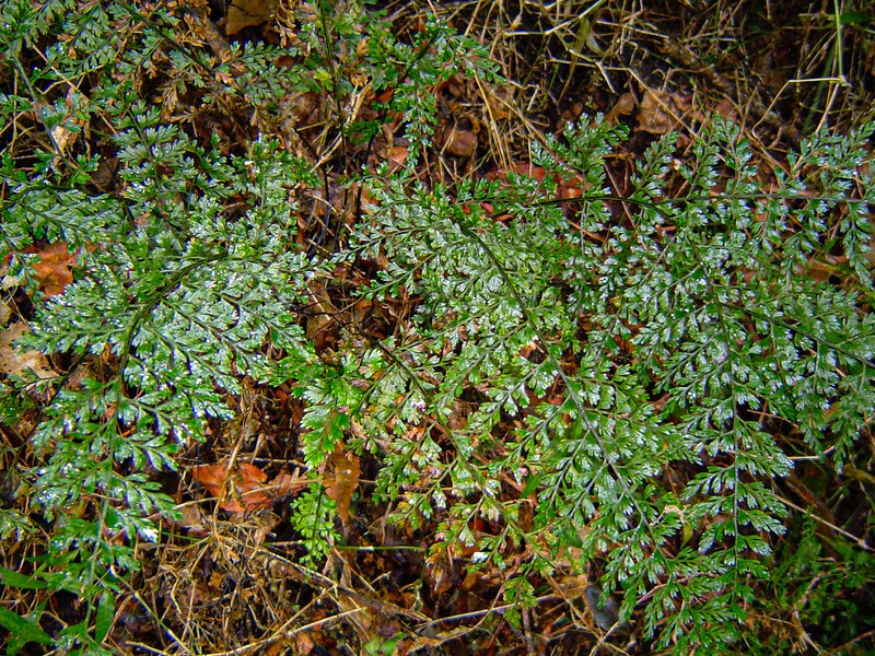 Asplenium pseudoabyssinicum photo 3