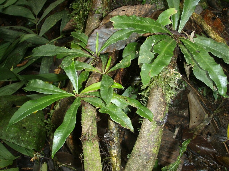 Asplenium pseudoangustum photo 2