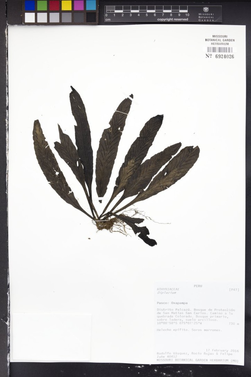 Asplenium pseudoangustum photo 4