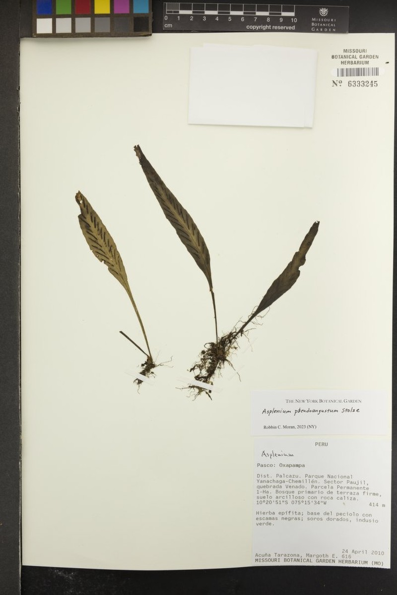 Asplenium pseudoangustum photo 5