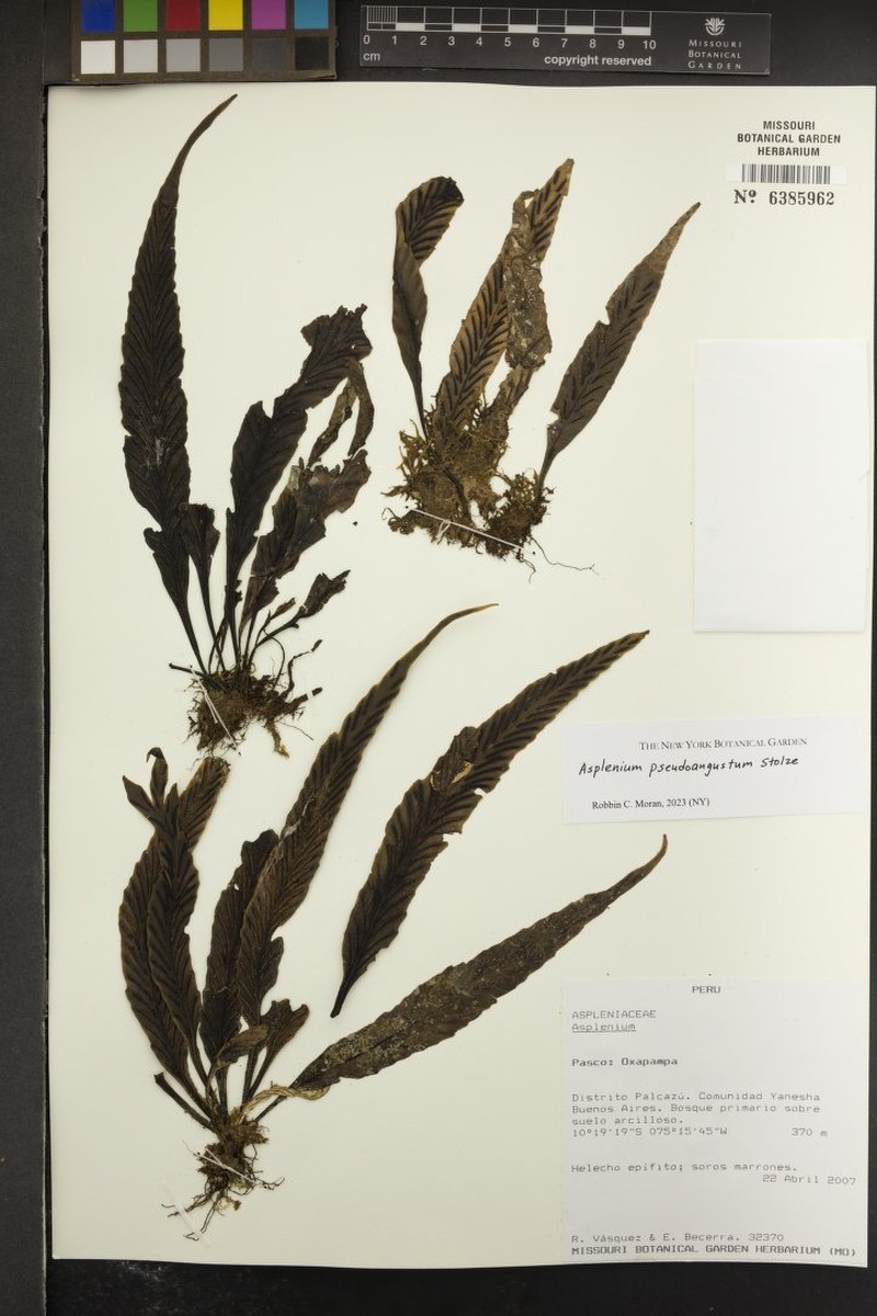 Asplenium pseudoangustum photo 6
