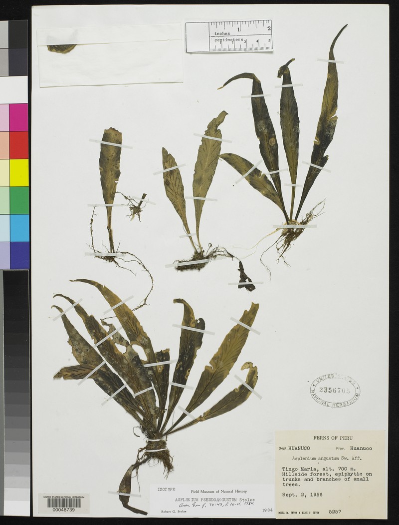 Asplenium pseudoangustum