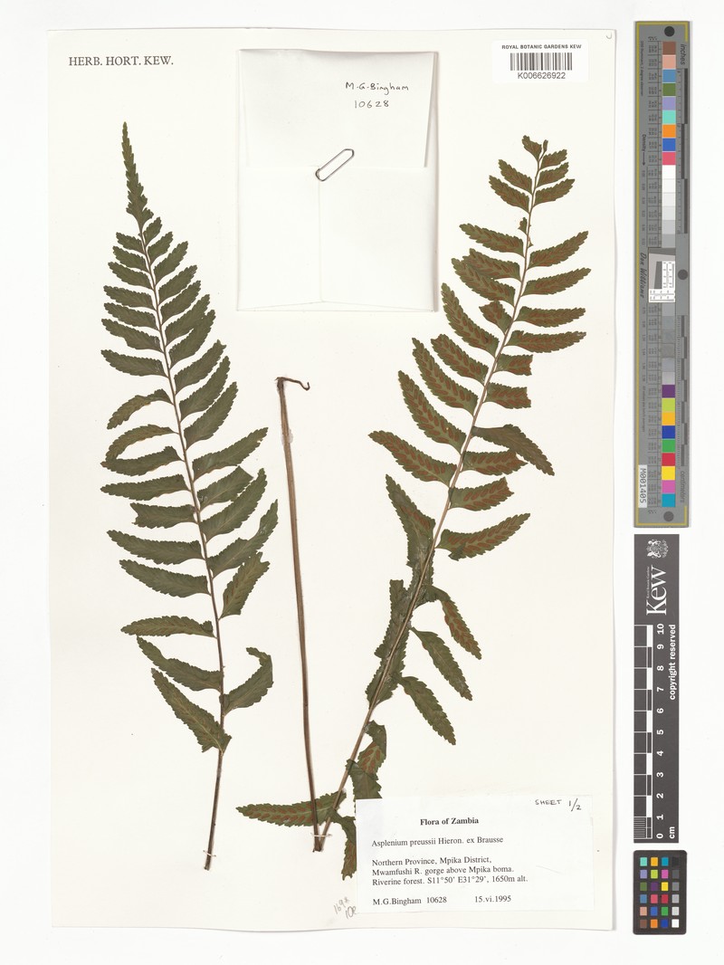 Asplenium pseudoauriculatum
