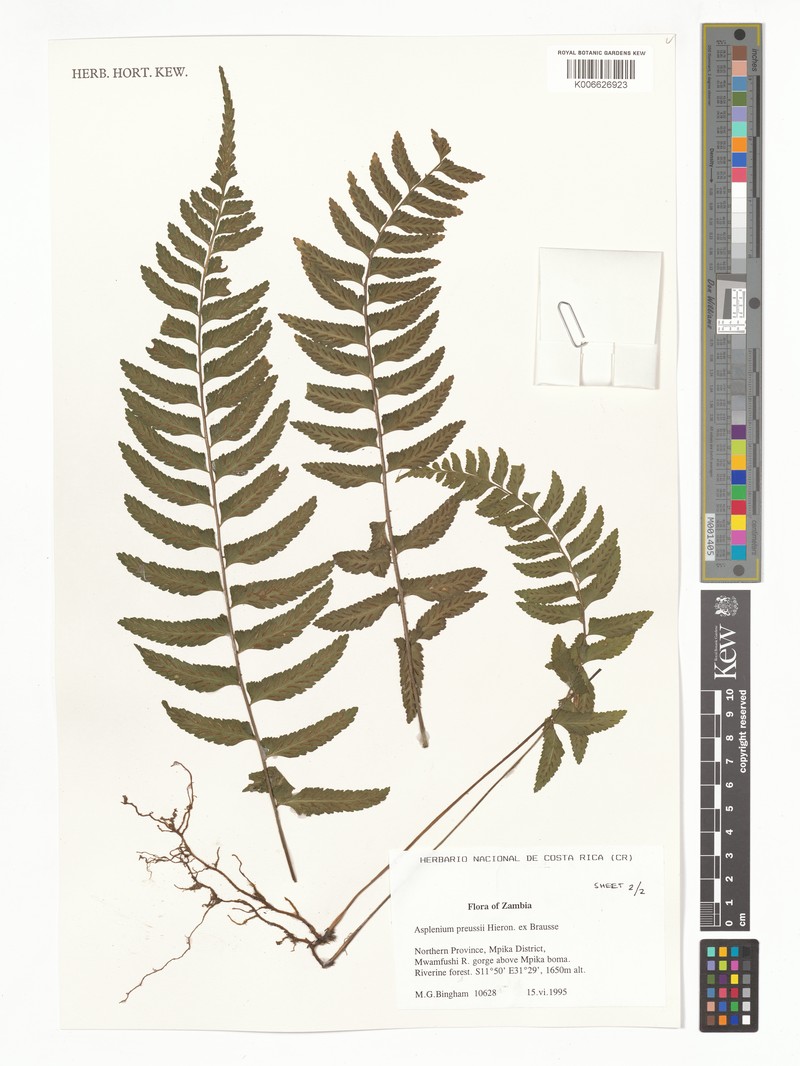 Asplenium pseudoauriculatum photo 2