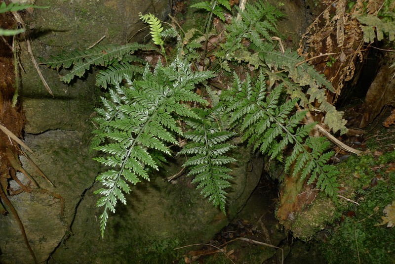 Asplenium pseudobulbiferum photo 2