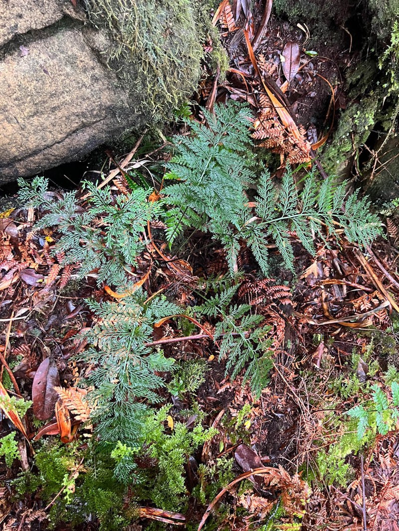 Asplenium pseudobulbiferum photo 5