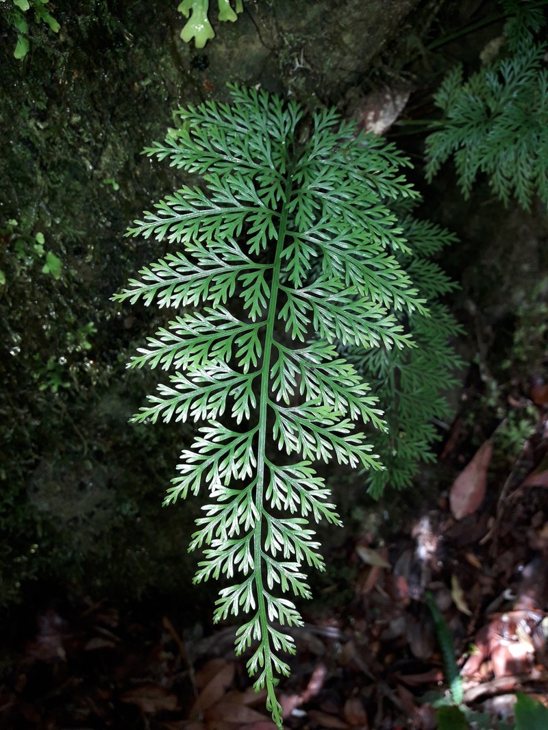 Asplenium pseudobulbiferum photo 6