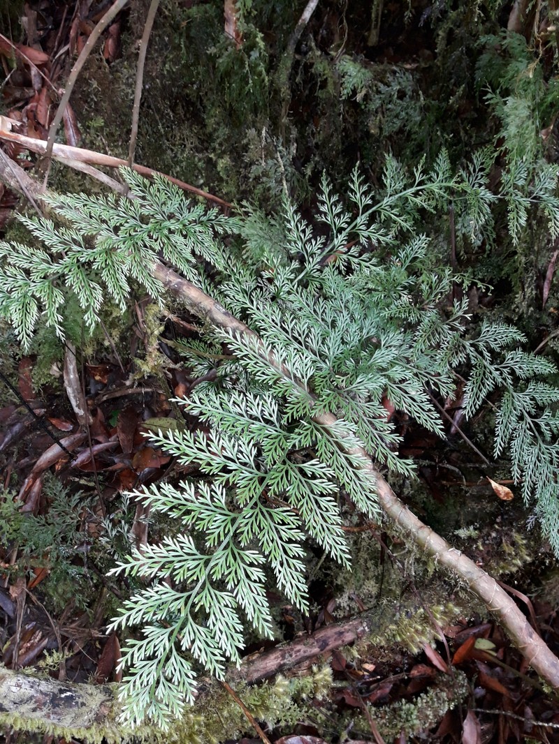 Asplenium pseudobulbiferum photo 7