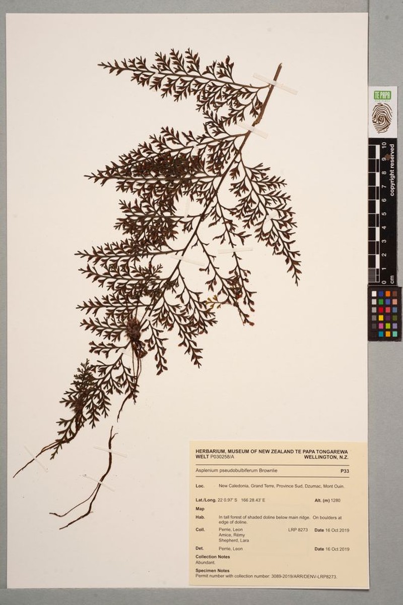 Asplenium pseudobulbiferum