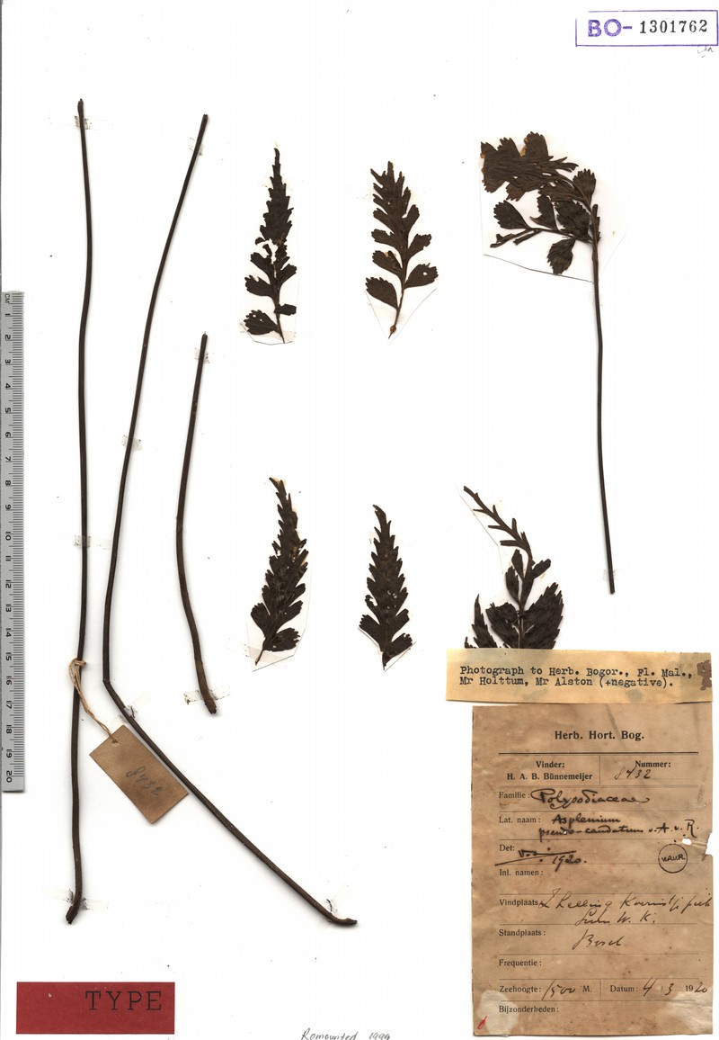 Asplenium pseudocaudatum