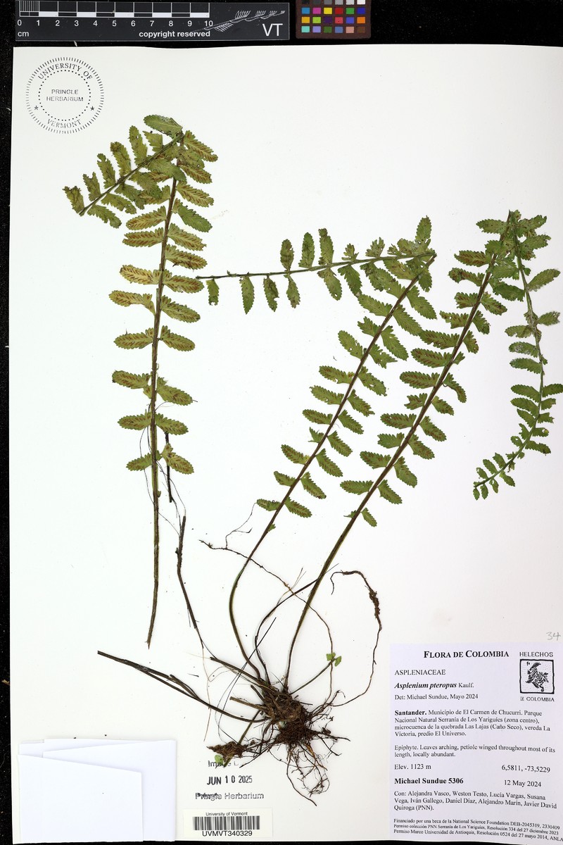 Antilles Spleenwort
