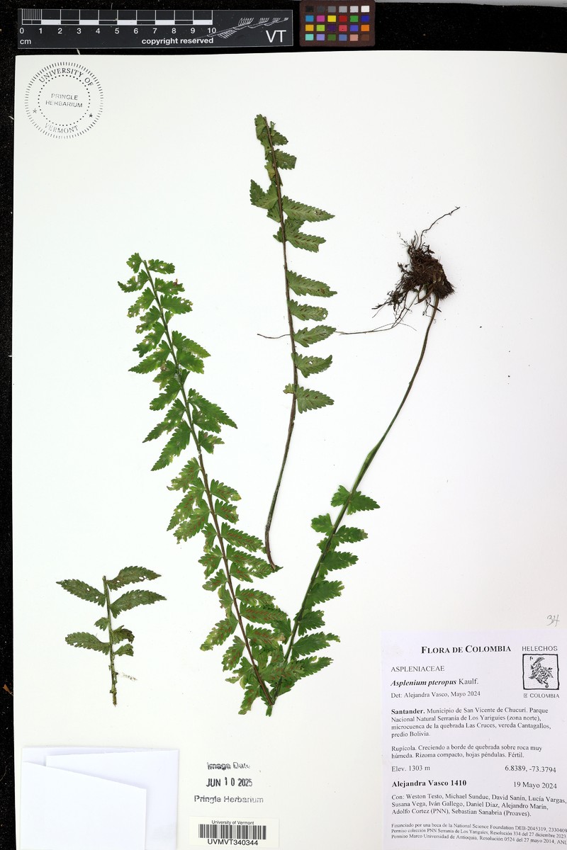 Antilles Spleenwort photo 2