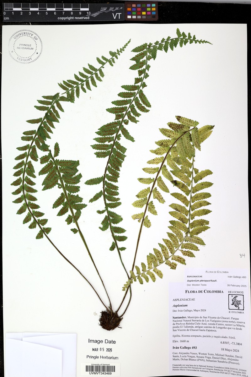 Antilles Spleenwort photo 3
