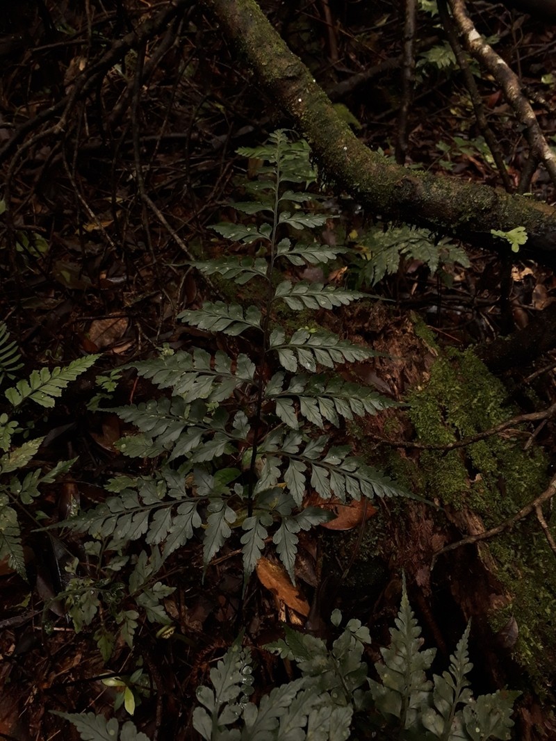 Asplenium pseudonitidum