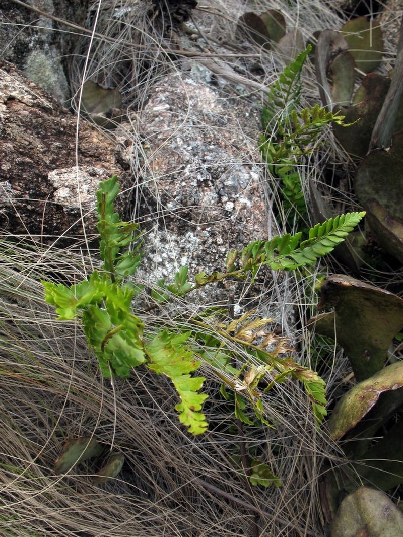 Asplenium pseudostuhlmannii