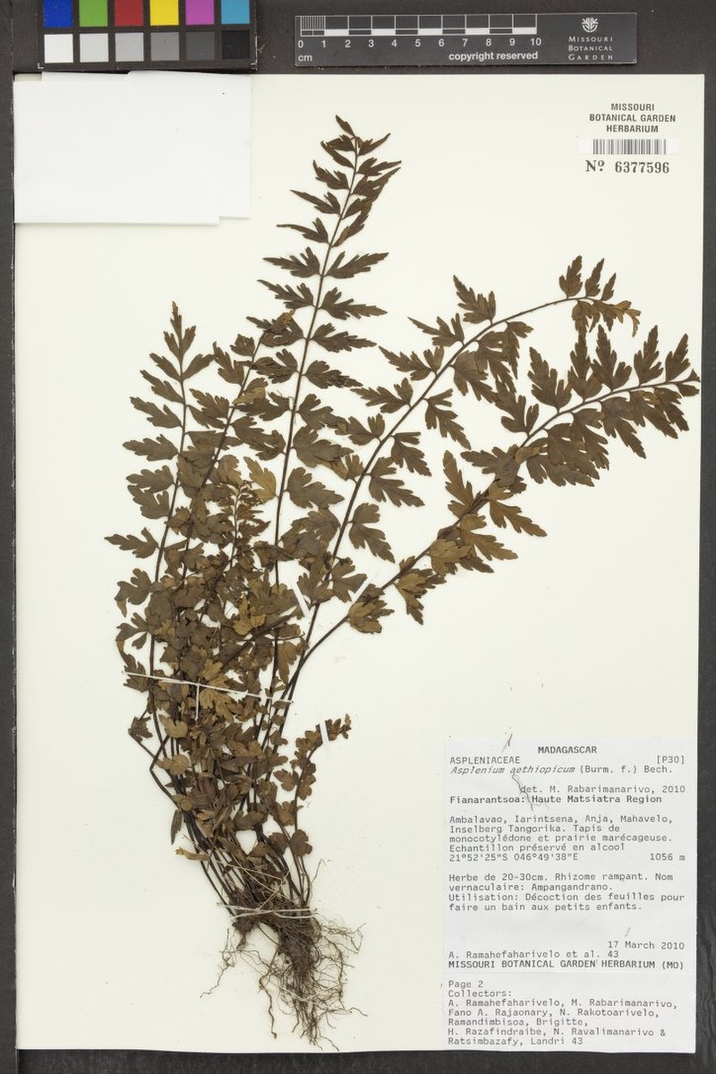 Asplenium pseudostuhlmannii photo 2